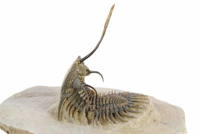 Trident Walliserops Trilobite - Exceptional Preparation #251922